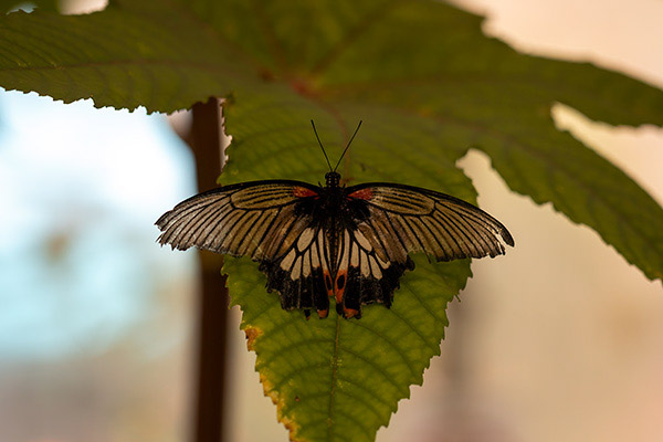 <div></div>