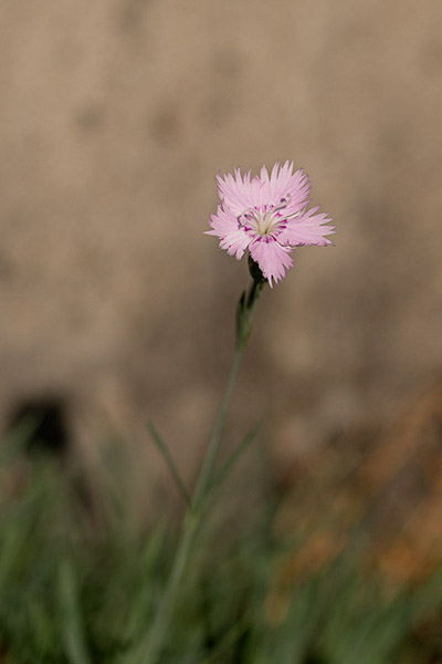 <div></div>