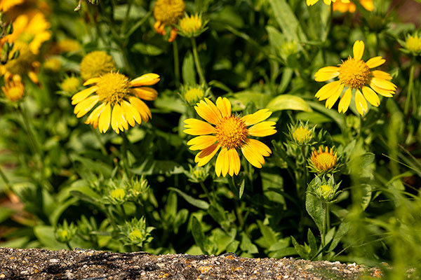 <div></div>