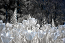 %_tempFileNameLongwood22Apr2022_5904IR%