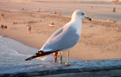 Ring-billed Gull