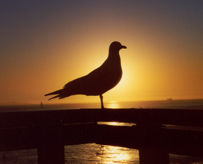 Ring-billed Gull