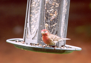 Finch 2