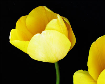 Flower10