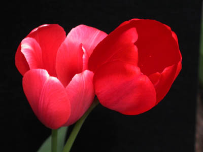 Flowers 6