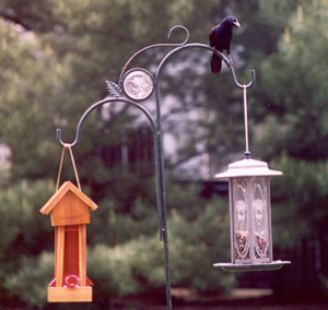 Grackle 2