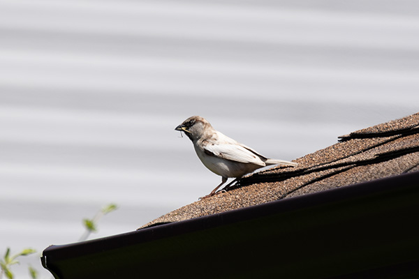  Leucistic House Sparrow