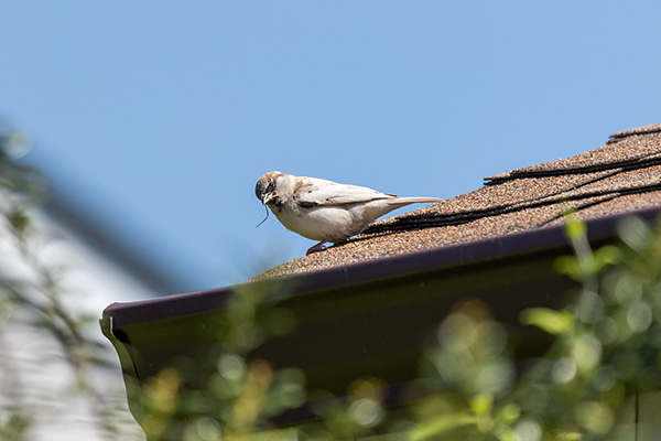  Leucistic House Sparrow