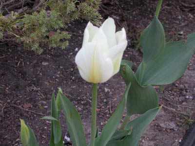 White flower 1