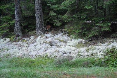 Acadia Wildflowers