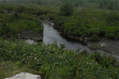 Wetland
