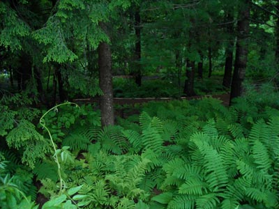 Ferns