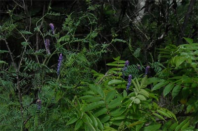 acadiaNP0605
