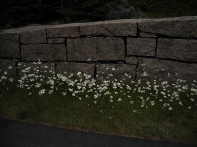 acadiaNP0617