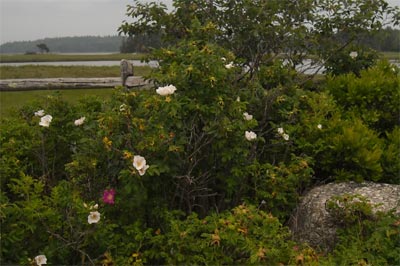 acadiaNP0624