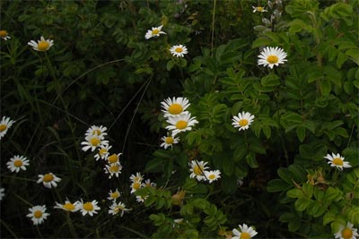 acadiaNP0628