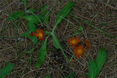 acadiaNP0643
