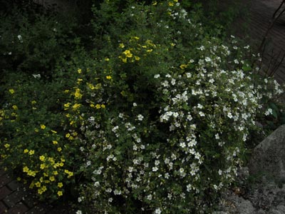 acadiaNP0651