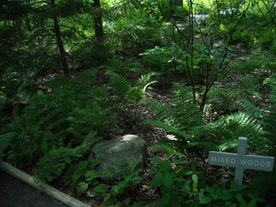 Wild Gardens