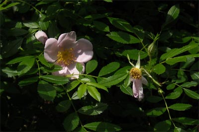 acadiaNP0716