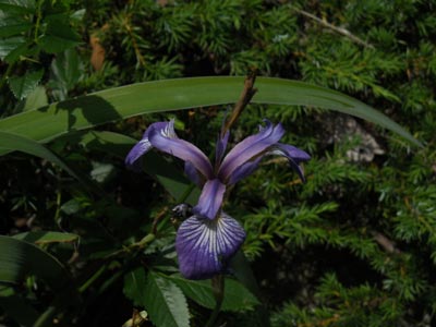 acadiaNP0718