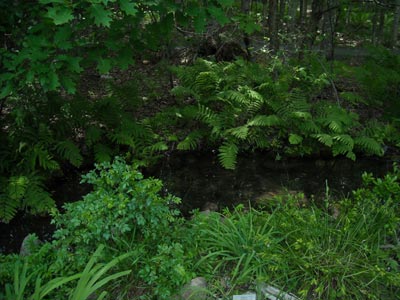 Wild Gardens