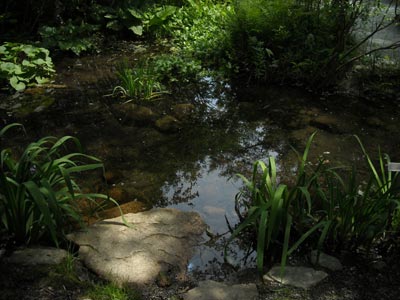 Wild Gardens