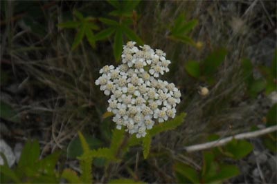 acadiaNP0800
