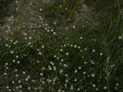 acadiaNP0814