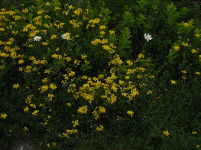 acadiaNP0819