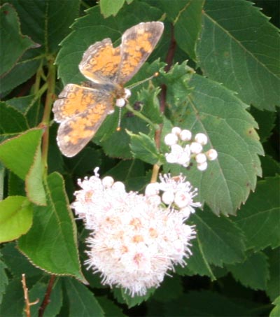 acadiabutterfly1