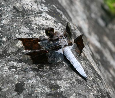 acadiadragonfly1