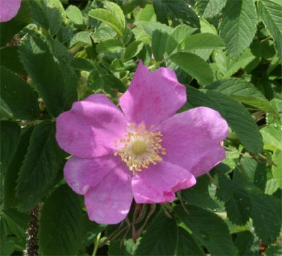 acadiaflower1