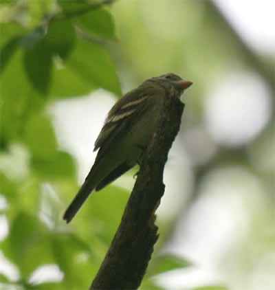 Acadian Flycatcher