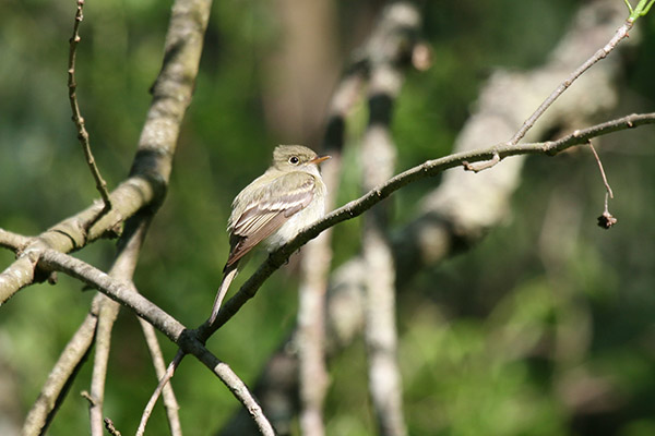 Acadian Flycatcher