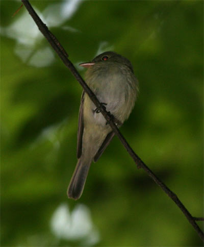 Acadian Flycatcher