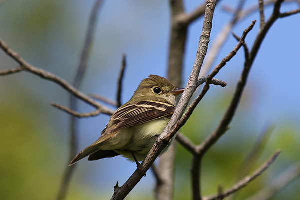 Acadian Flycatcher