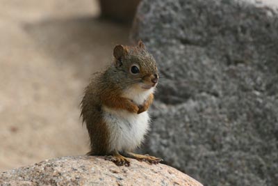 Red Squirrel
