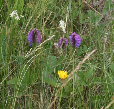 acadiawildflower3