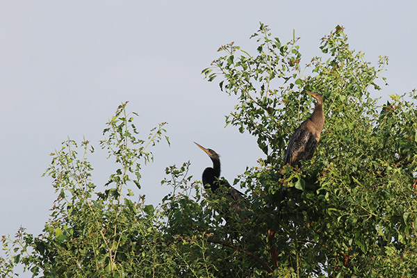 Anhingas