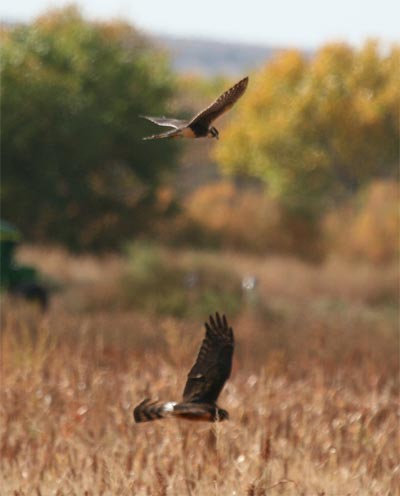 Aplomado Falcon and Northern Harrier