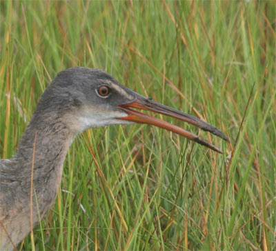 Clapper Rail