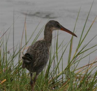 Clapper Rail