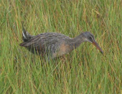 Clapper Rail