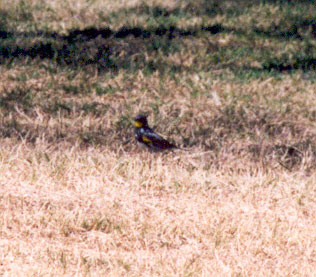 Audubon Warbler