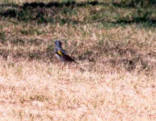 Audubon Warbler