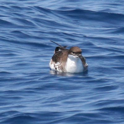 Greater Shearwater