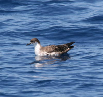 Greater Shearwater