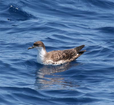 Greater Shearwater