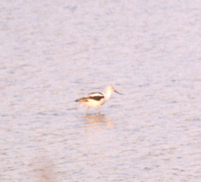 American Avocet